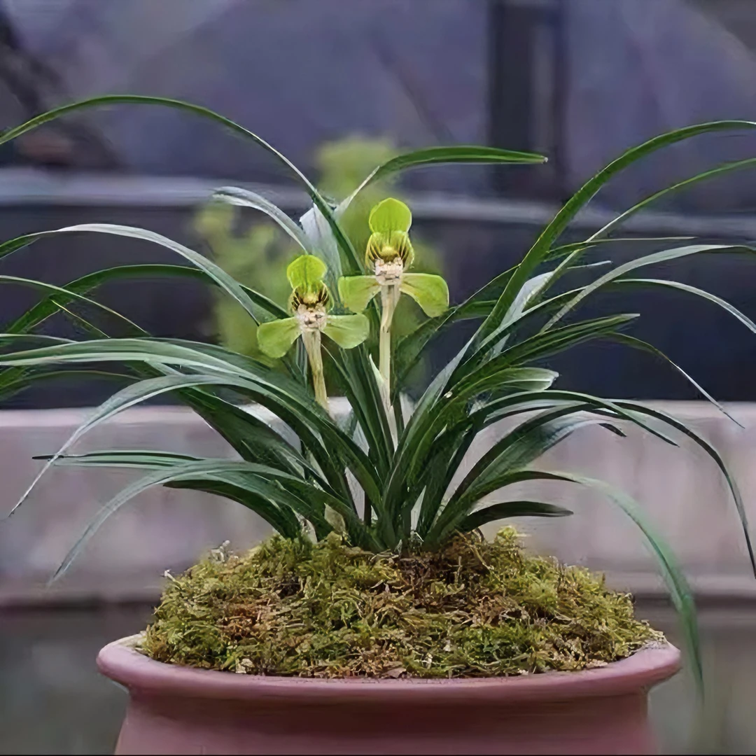 翁源兰花春兰大团圆浓香矮种荷瓣名贵花苗室内植物盆栽叶片