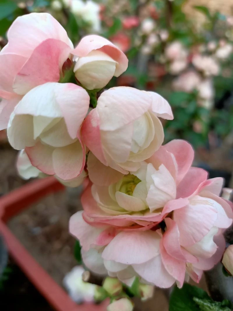 （彩云飞）初心海棠花粉色渐变色