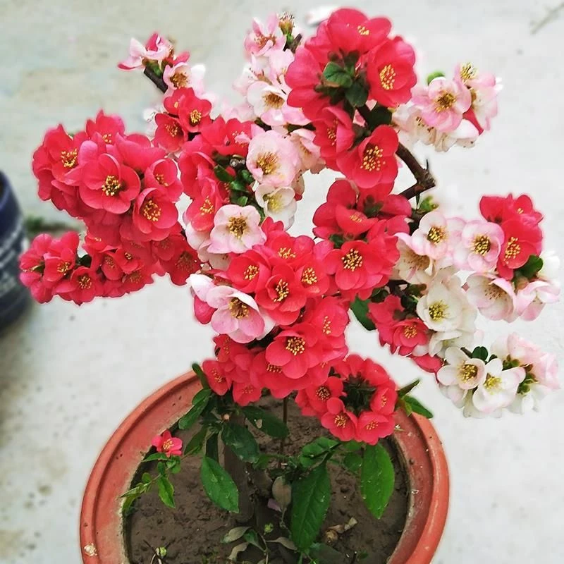 （变色龙东洋锦）复色海棠自然变色