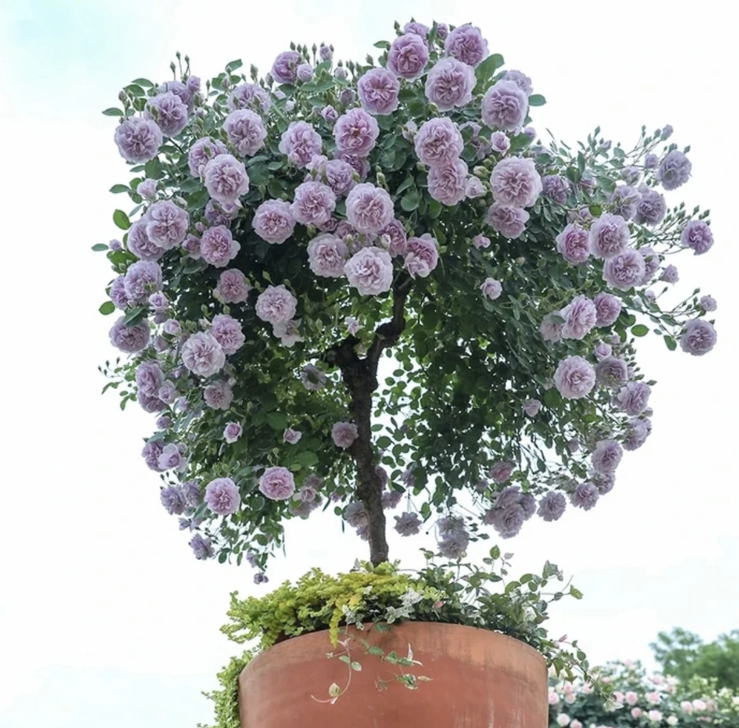 树状月季棒棒糖 蓝色阴雨 可垂吊丰花勤花多季节