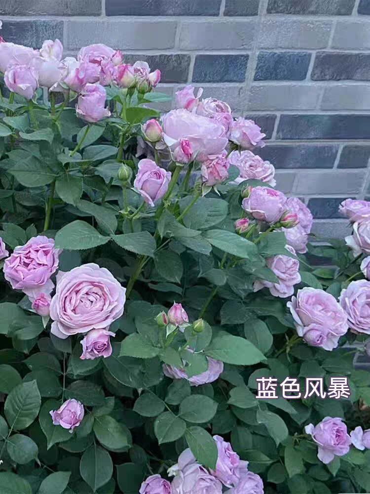 蓝色风暴棒棒糖 四季开花大花浓香阳台