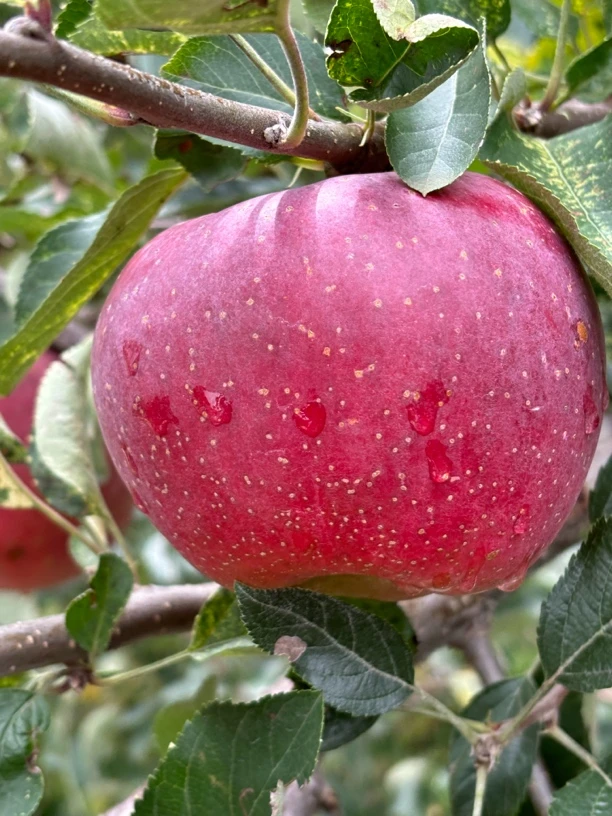 云南昭通丑苹果孕妇也可以带皮吃哦