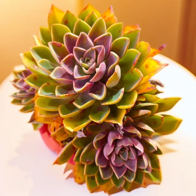 琼斯230#LS 雪山多肉植物好看新手闭眼入阳台庭院一单也包邮