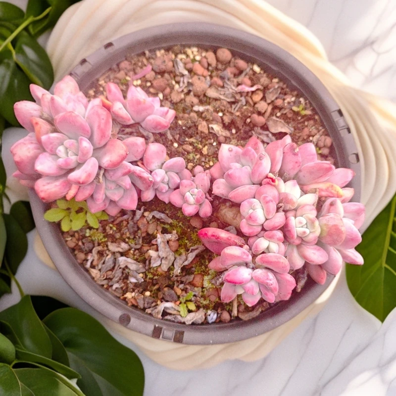 奥普280#01雪山多肉多肉植物好看新手闭眼入阳台庭院