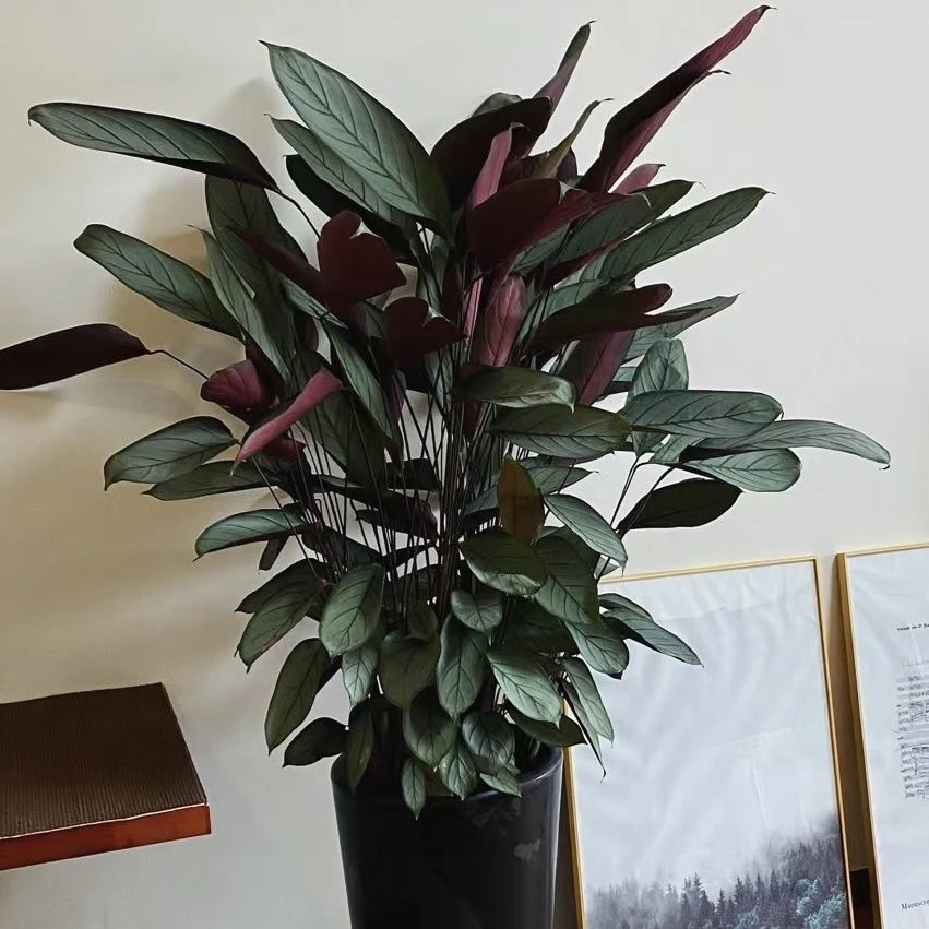 室内观叶植物飞羽竹芋盆栽易活耐阴绿植