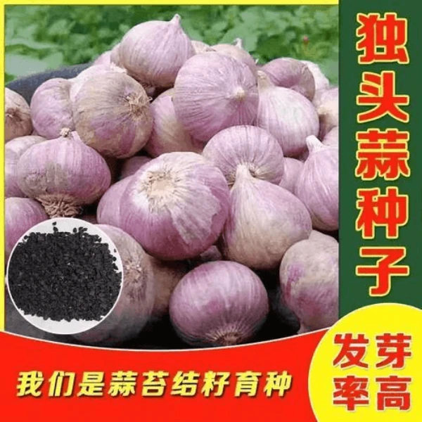 【600粒】独蒜种子种籽四季种植阳台盆栽农家独头蒜种紫皮大蒜种子
