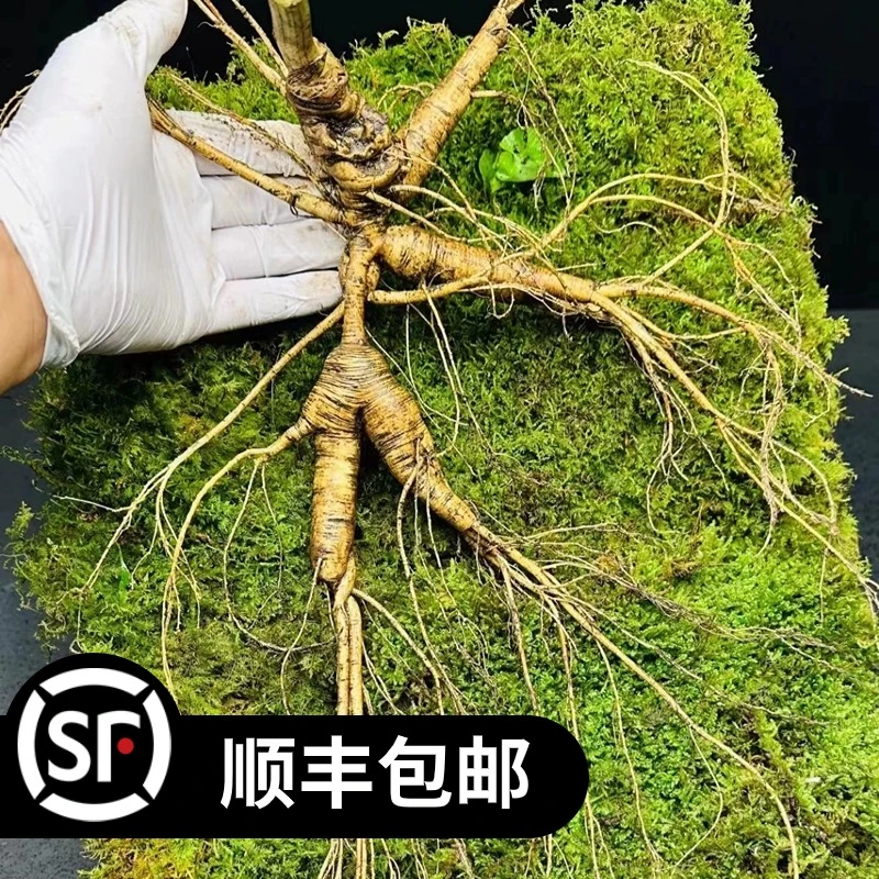 12长白山人参 林下鲜参 足龄老参 泡酒煮水煲汤送礼