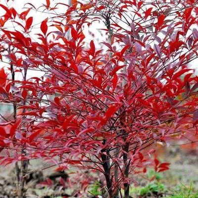 南天竹盆栽四季观叶观仔耐寒庭院植物
