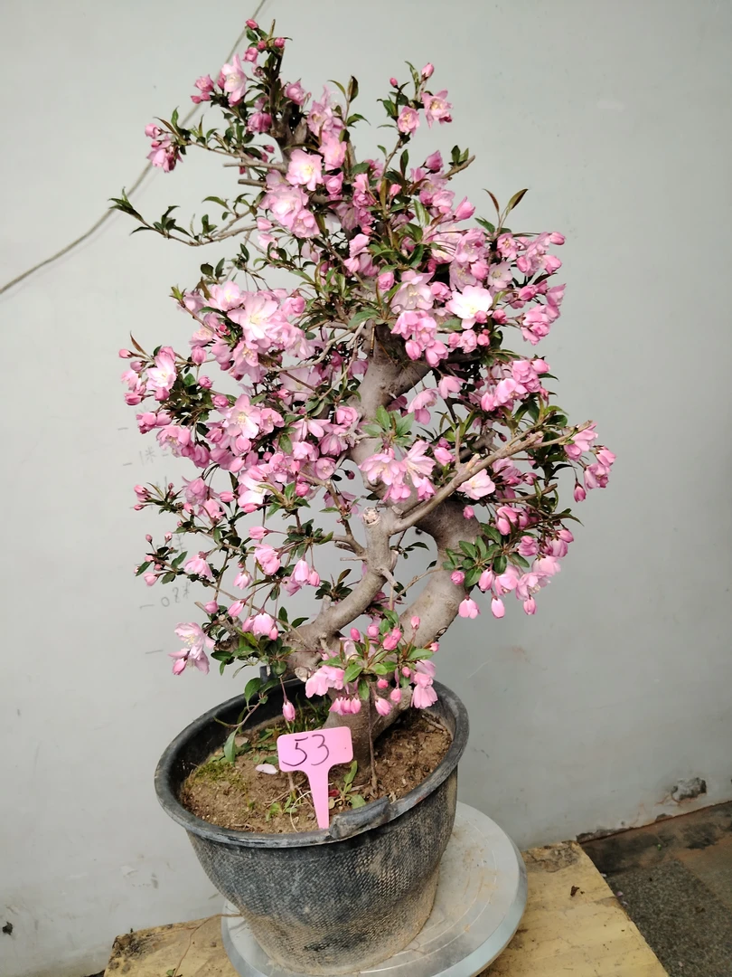 垂丝海棠盆景老桩一物一拍