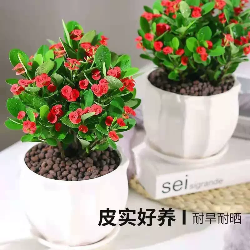 虎刺梅盆栽花卉绿植观花植物四季开花阳台好养耐晒夏季开花铁海棠