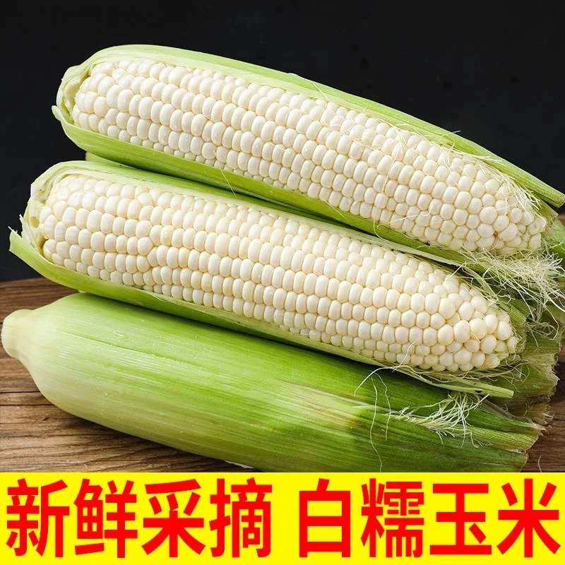 【25年新鲜水果白糯玉米】当季现摘现发农家水果甜糯玉米棒整箱包邮