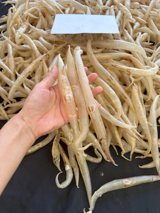 高品质波波鳗鱼胶野生250g-500g