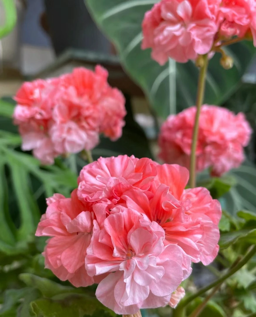 橘子果酱 天竺葵室内绿植盆栽