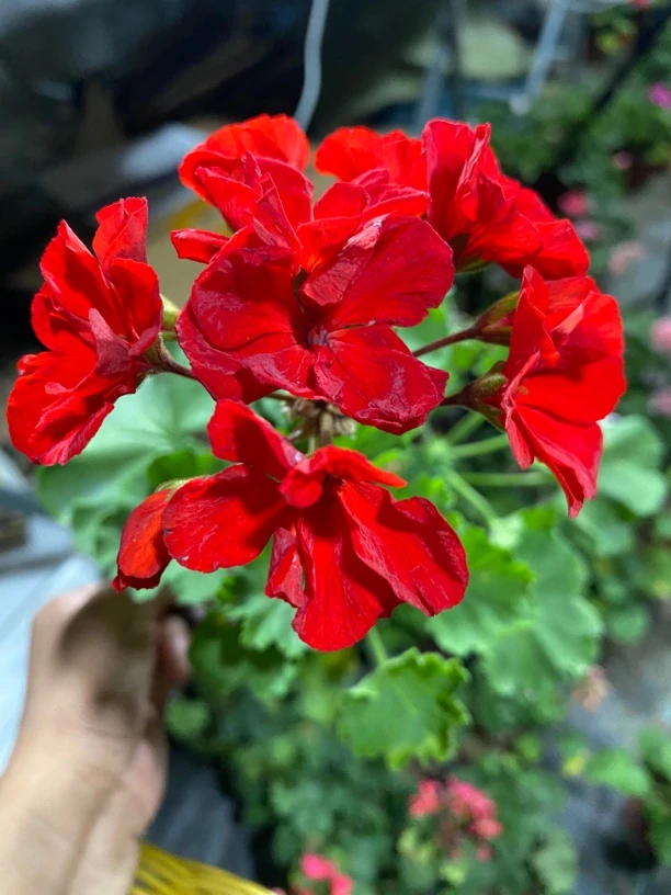 【国旗红】直立天竺葵（零下拍保温冻坏不售后）