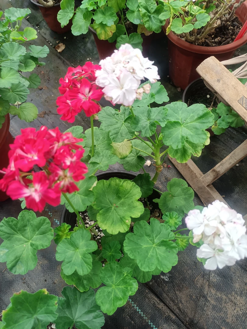 纽波特大盆室内绿植盆栽