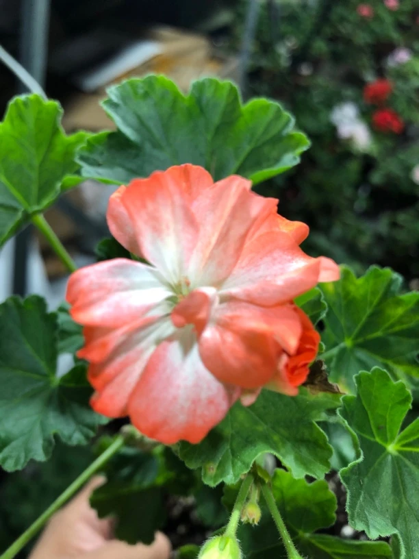 【爱丽丝】直立天竺葵（零下拍保温冻坏不售后）