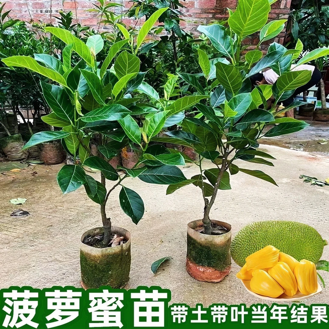 栽培在公园肉质果味清香四季菠萝蜜苗木树苗种植栽种当年结果