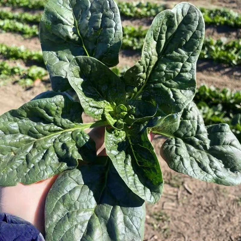 【送菠菜】新鲜 老品种红根菠菜 圆叶菠菜 河南农家种植 鲜嫩爽口