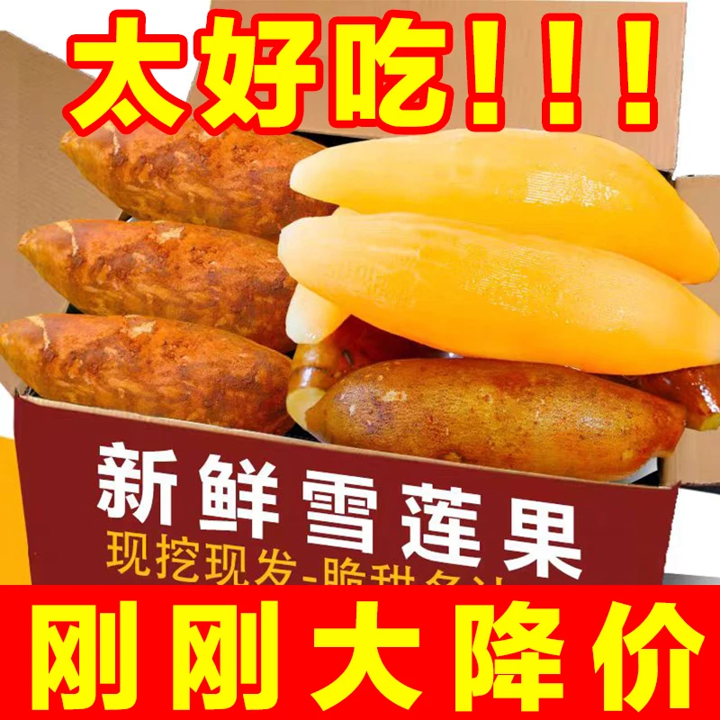 【超低价】云南天山雪莲果新鲜水果正宗新鲜现挖脆甜多汁低糖水果