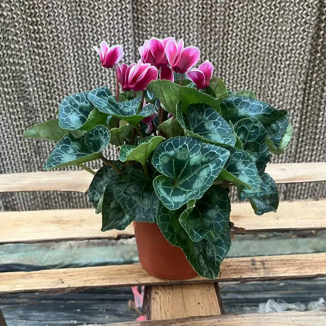 【花开啦】（梦幻雪边）一代老母本仙客来居家阳台花卉