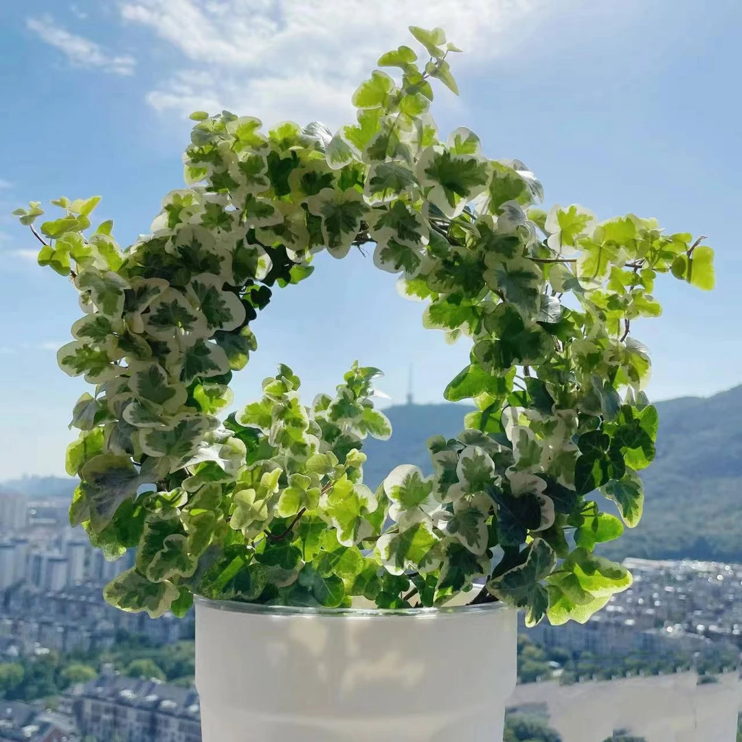 【花开啦】(雪莹)观叶绿植室内室外好养易活盆栽花卉居家阳台