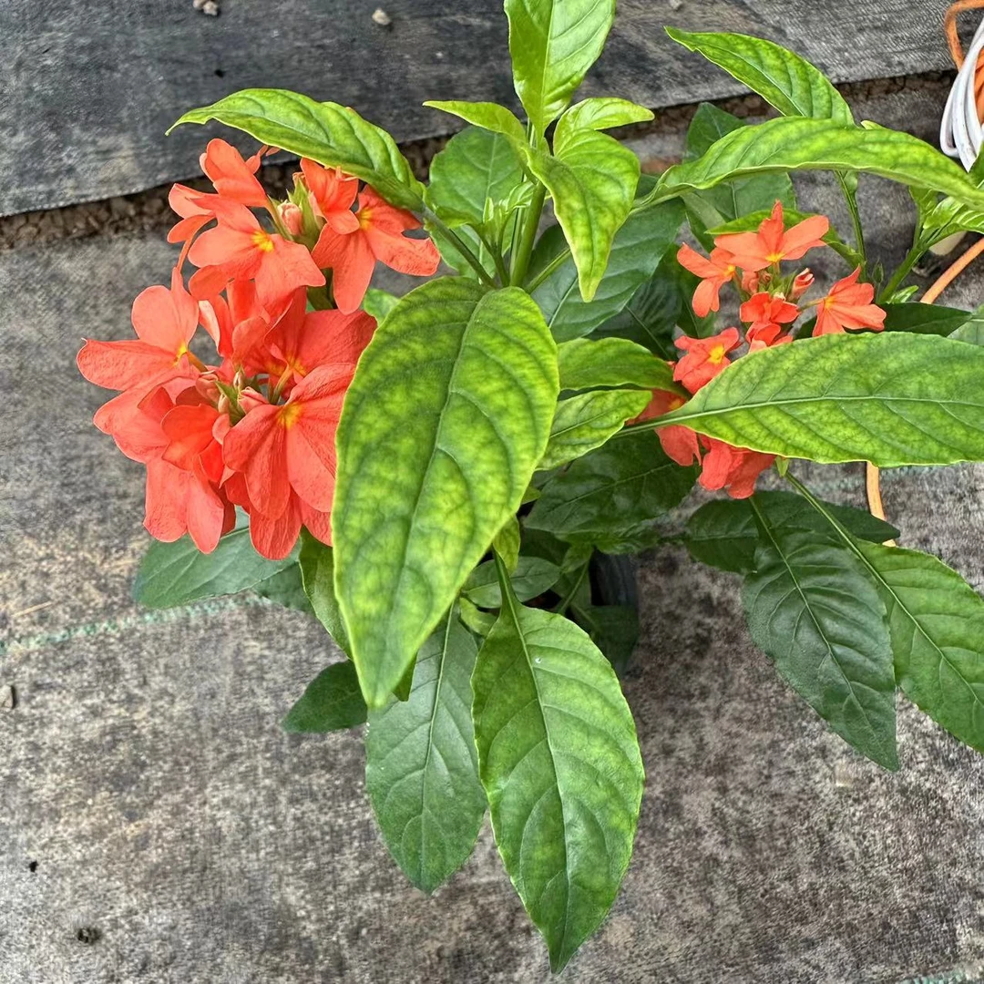 【花开时节】（凤尾花）居家阳台花卉