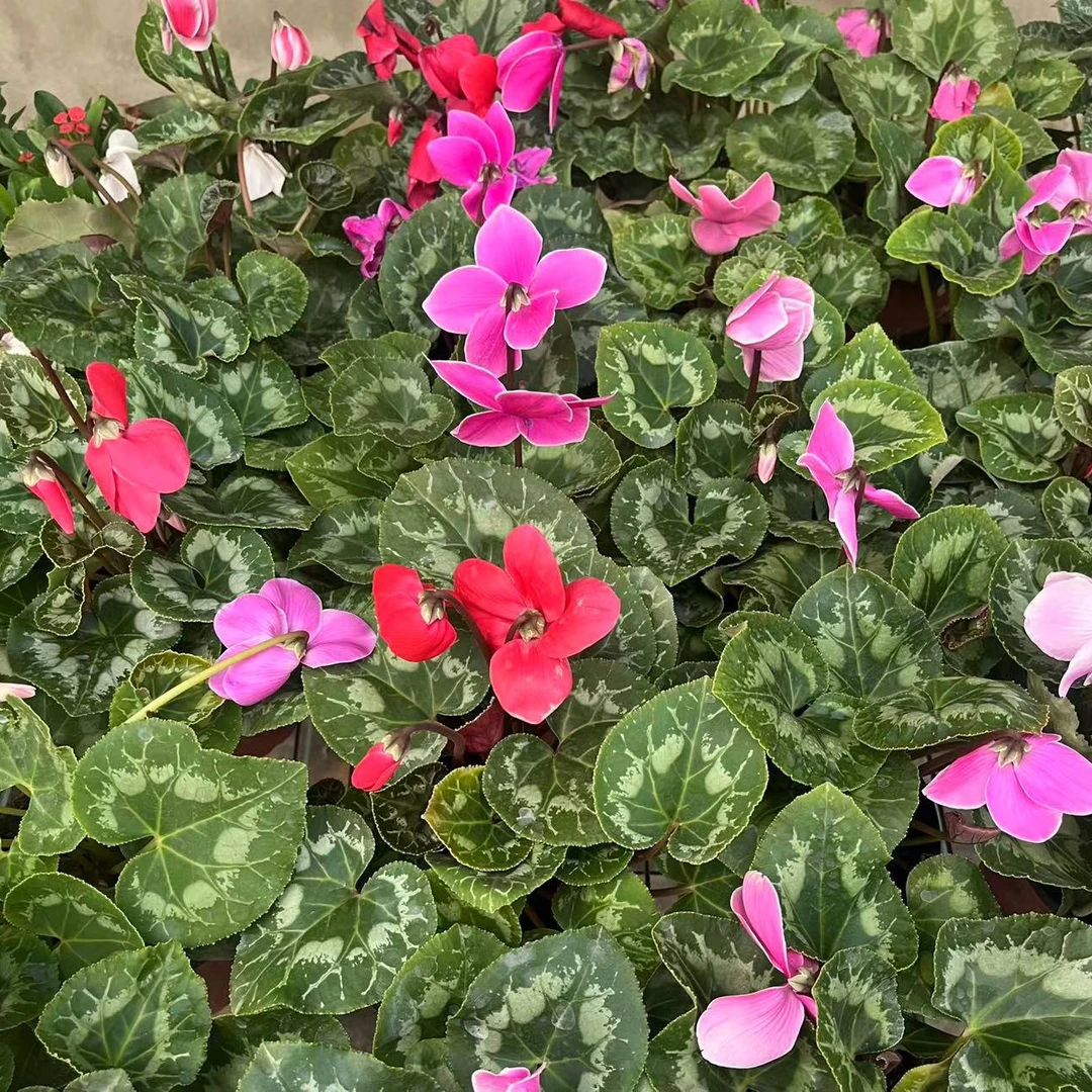 【花开啦】(仙客来)好养易活居家阳台花卉