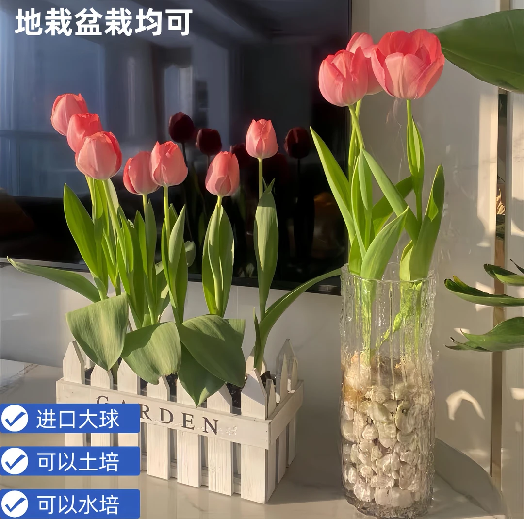 郁金香种子荷兰进口郁金香种球100水培土培地栽耐寒新手好养