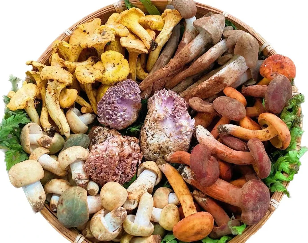 【小穗】拼盘野生菌鸡纵鸡油菌青头菌红菇山珍美味500g空运冷链包邮