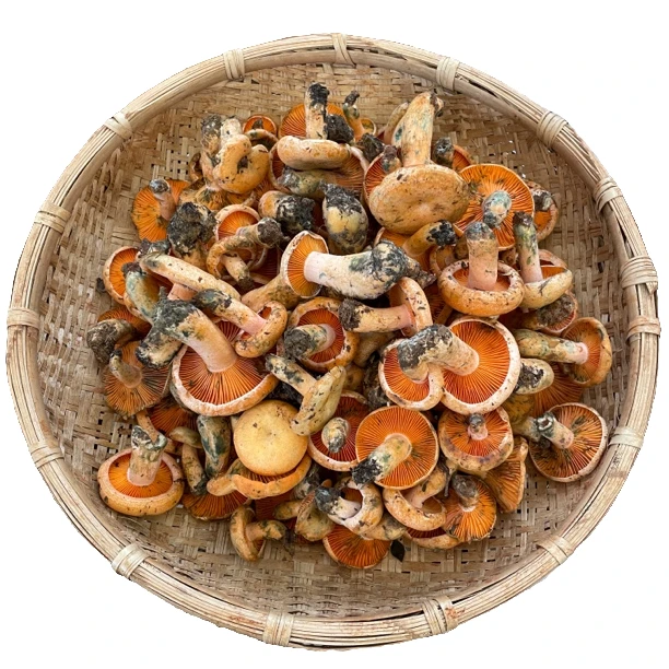 【小穗】云南新鲜野生菌谷熟菌食用菌菇山珍500g-1000g冷链空运包邮