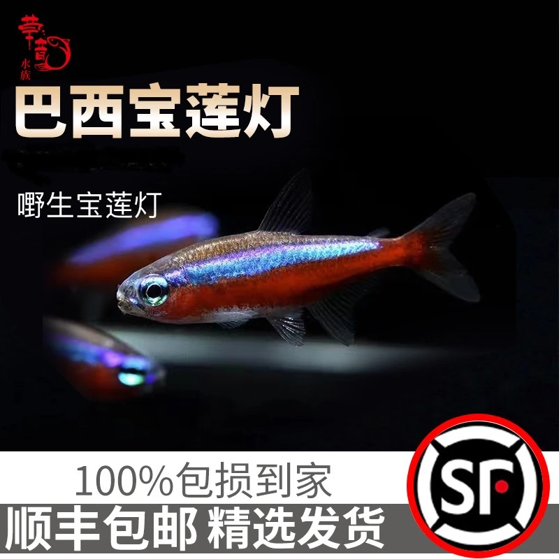 巴西宝莲灯鱼活体观赏鱼草缸红绿灯宝莲灯鱼巴西宝莲灯大号