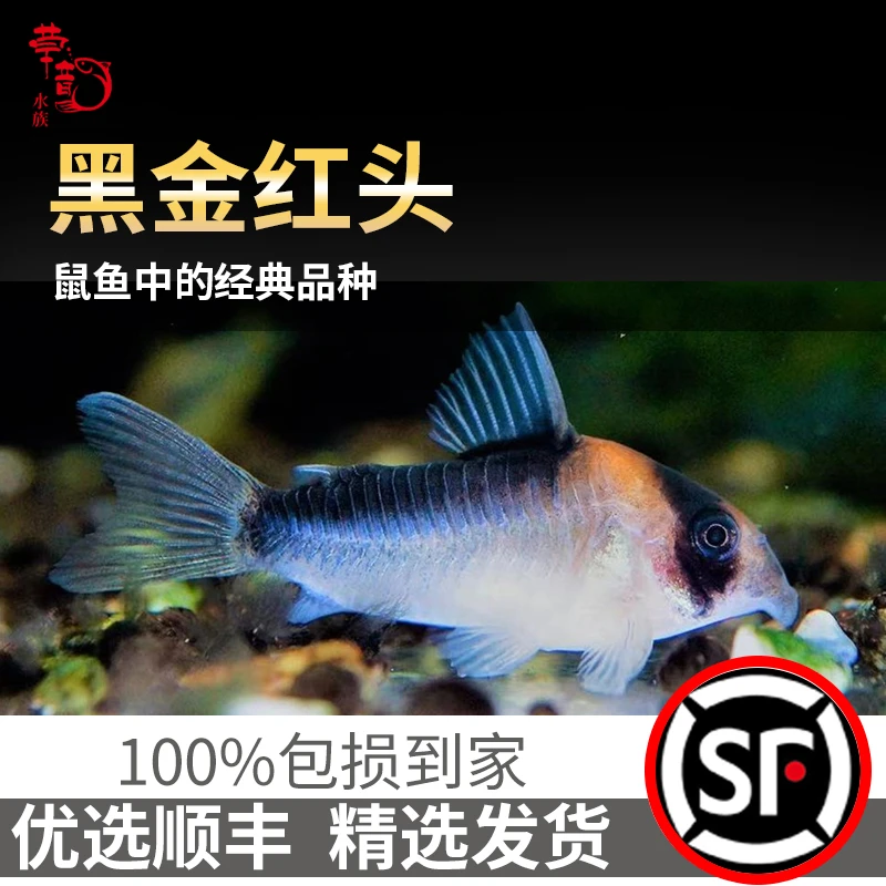 小型观赏热带老鼠鱼黑金红头鼠底栖鱼清洁鱼精选活体发货