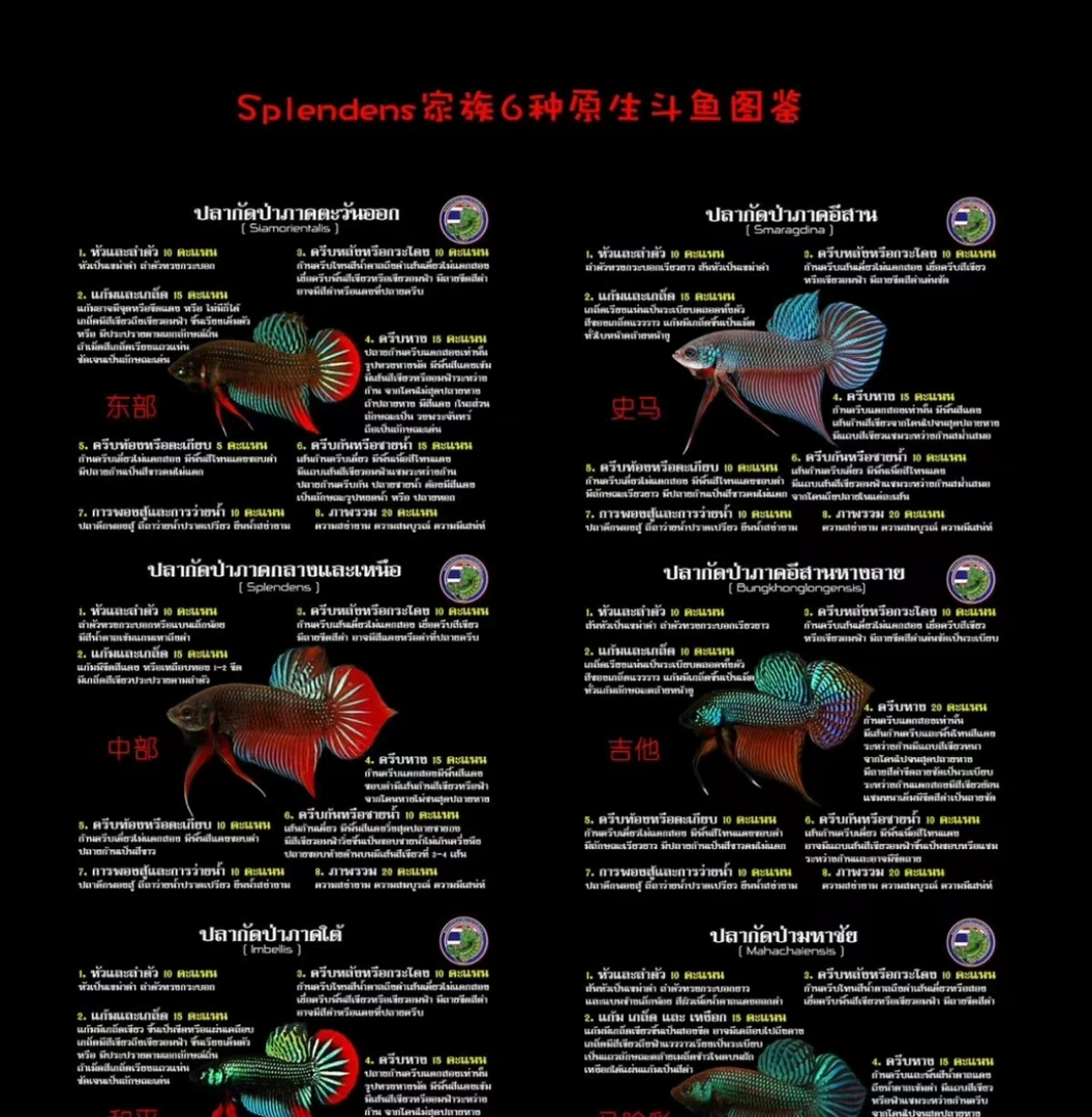 成鱼，泰国斗鱼原斗中部史马外星人马哈