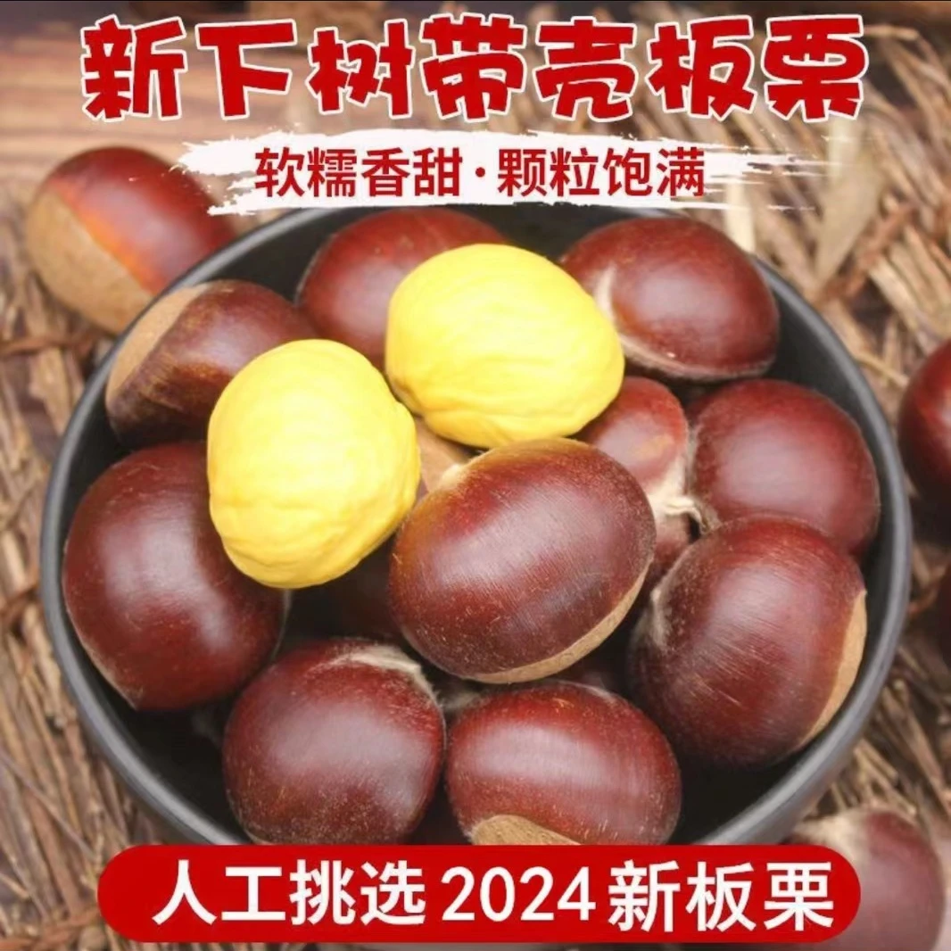 2024年丹东新鲜板栗5斤现摘现发中大果生板栗