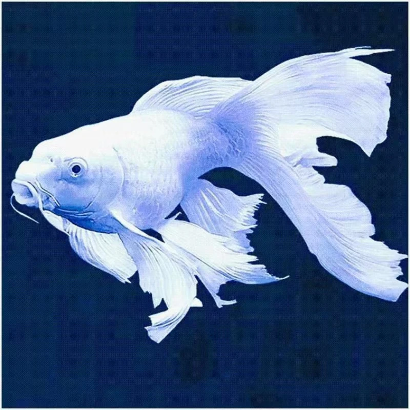 渔场直销  精品蝴蝶鲤1.2厘米