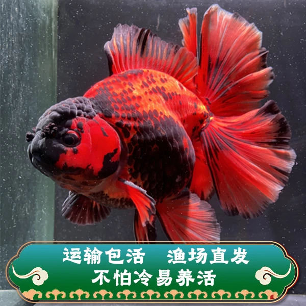 泰狮琉金元宝狮金鱼冷水鱼百褶好养易养包邮开箱包活活体