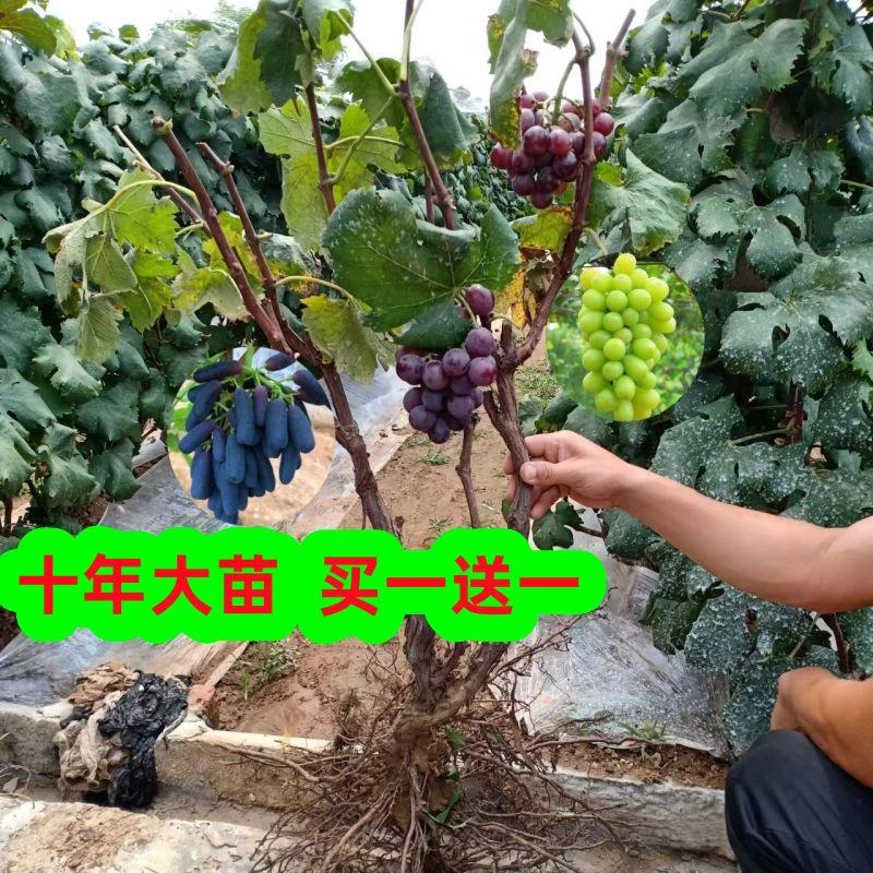 买一送一！葡萄精品当年接果南北方载种阳光玫瑰蓝宝石
