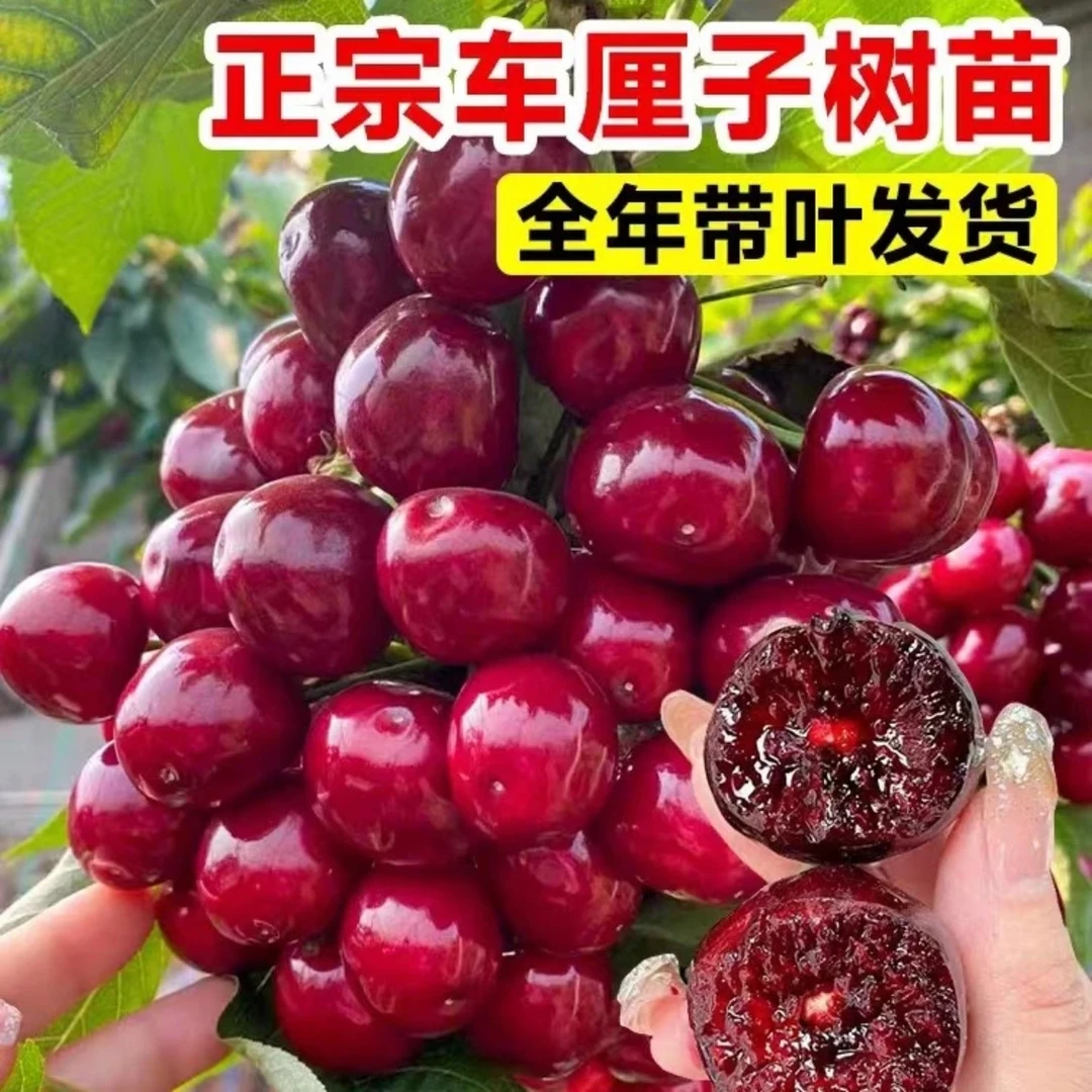 带盆带叶车厘子大樱桃树苗好活易种植南北方可栽种