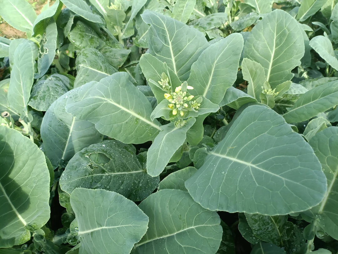 惠来隆江自产芥兰花