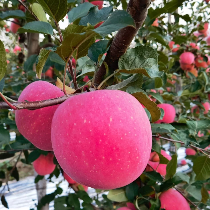 铜川苹果自产自销9.5-10斤红富士新果脆甜爆汁有机肥种植应季水果