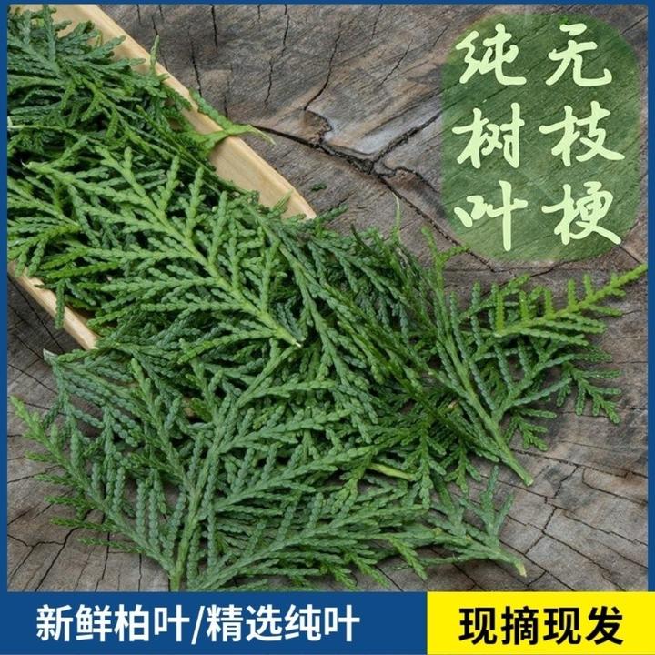 现摘野生新鲜纯侧柏叶无枝干扁柏叶柏树枝叶洗头发泡酒烟熏腊肉
