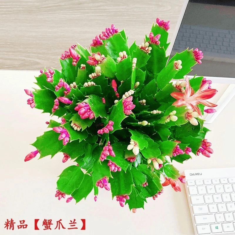 【带花苞】蟹爪兰花卉好养盆栽四季家养办公桌面阳台庭院多肉绿植