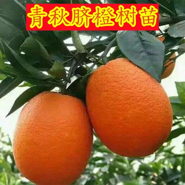 正宗青秋脐橙树苗当年结果甜橙冰糖蜜橙子树苗青秋脐橙苗盆栽地栽