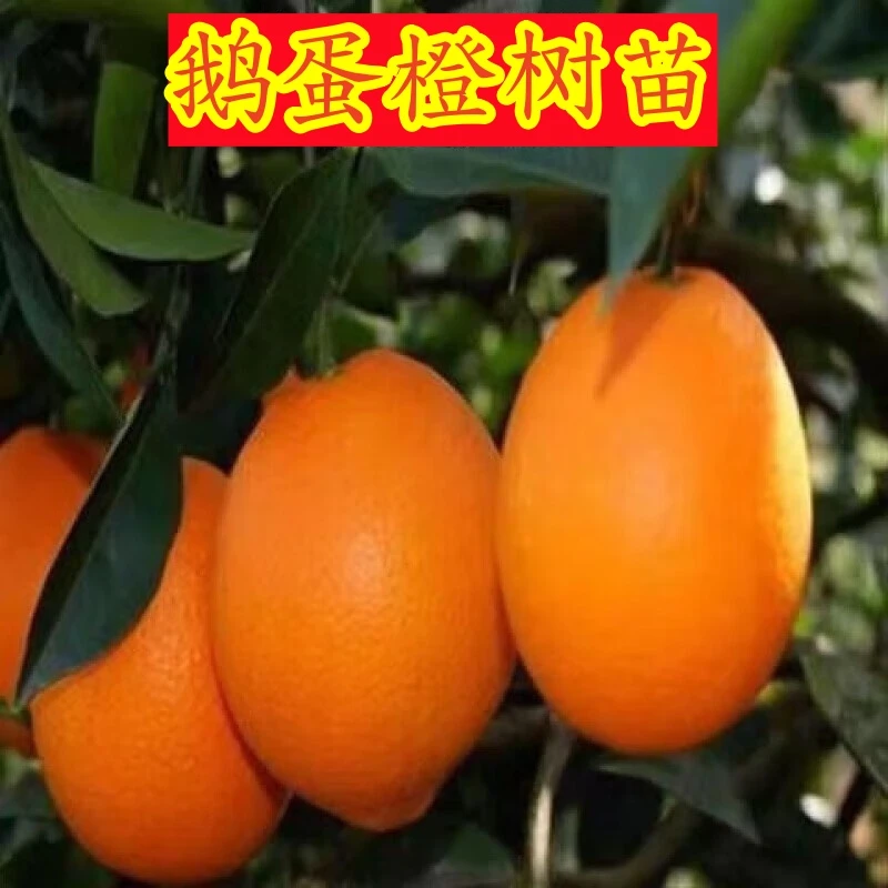 鹅蛋橙树苗嫁接脐橙树苗鹅蛋橙子树苗盆栽地栽