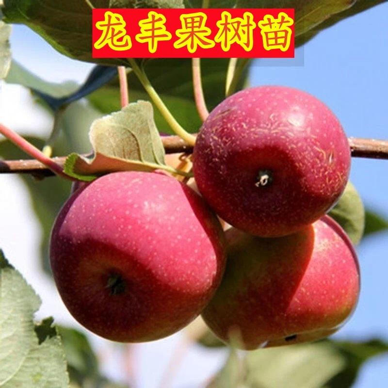 正宗龙丰果树苗东北大秋果苗嫁接龙丰果树苗耐寒沙果树苗当年结果