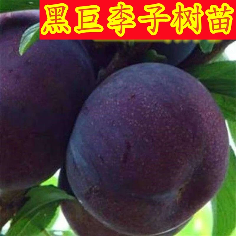 正宗黑霸王李子树苗当年结果嫁接荷兰黑巨李子苗盆栽地栽大果李子