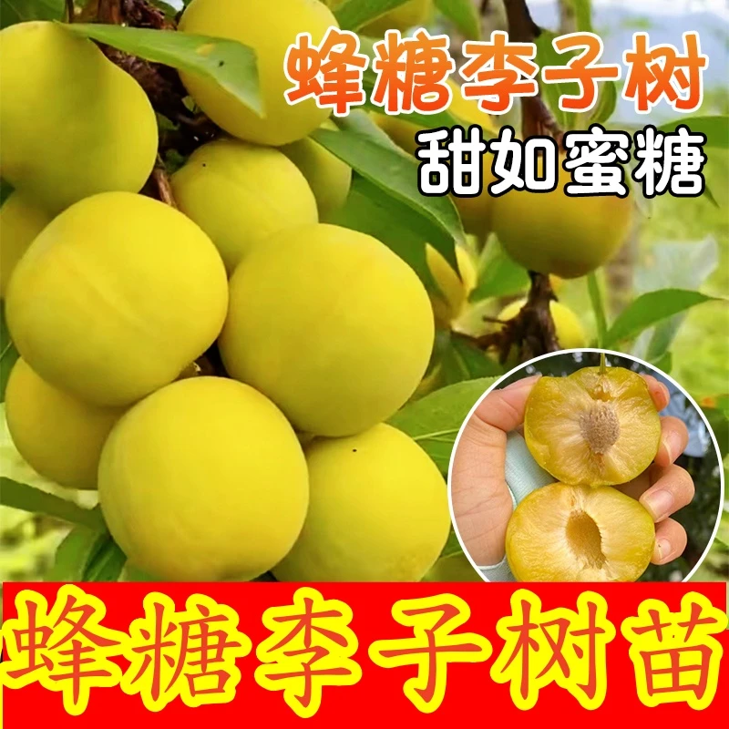 正宗蜂糖李子树苗当年结果新品种脆甜李子树苗蜂糖李子苗盆栽地栽