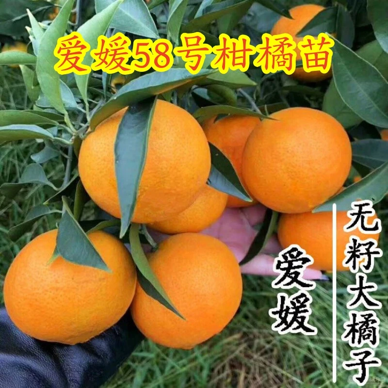 爱媛58号柑橘苗嫁接爱媛58号柑橘树苗盆栽地栽