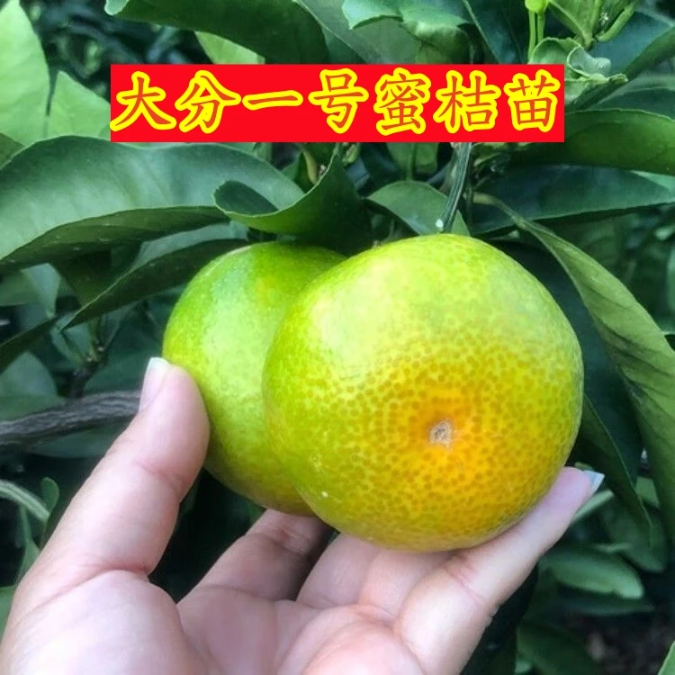 特早熟大分一号蜜桔苗当年结果嫁接正宗大分一号蜜桔树苗地栽盆栽