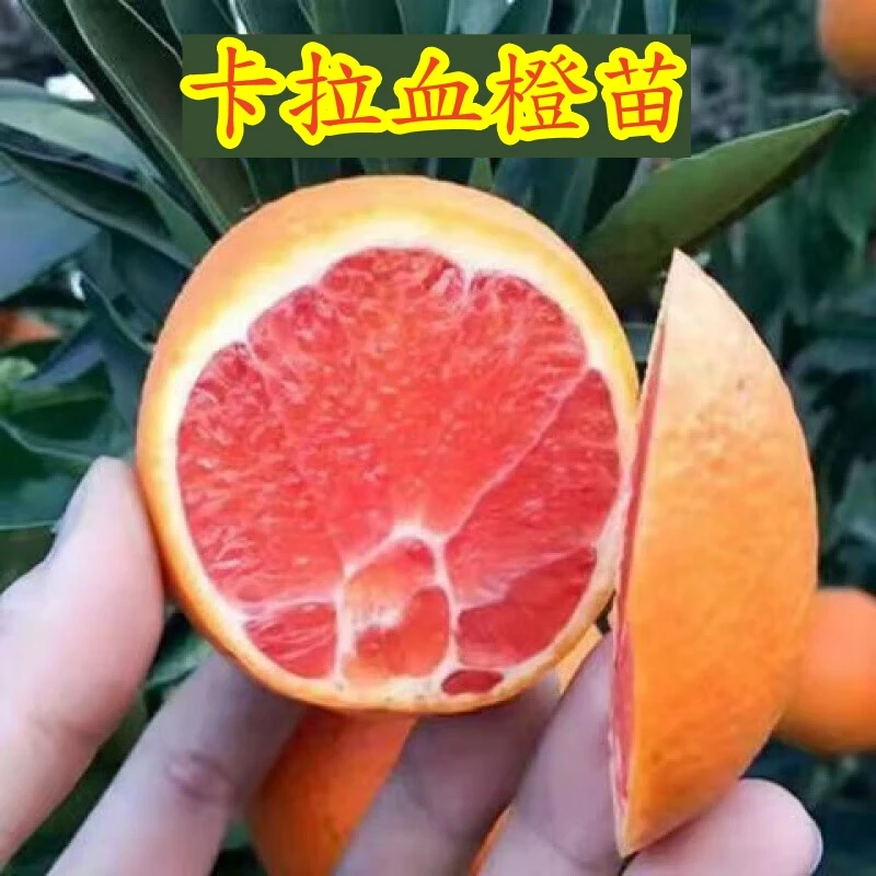 正宗卡拉红肉脐橙树苗当年结果卡拉红心血橙苗红肉脐橙苗盆栽地栽